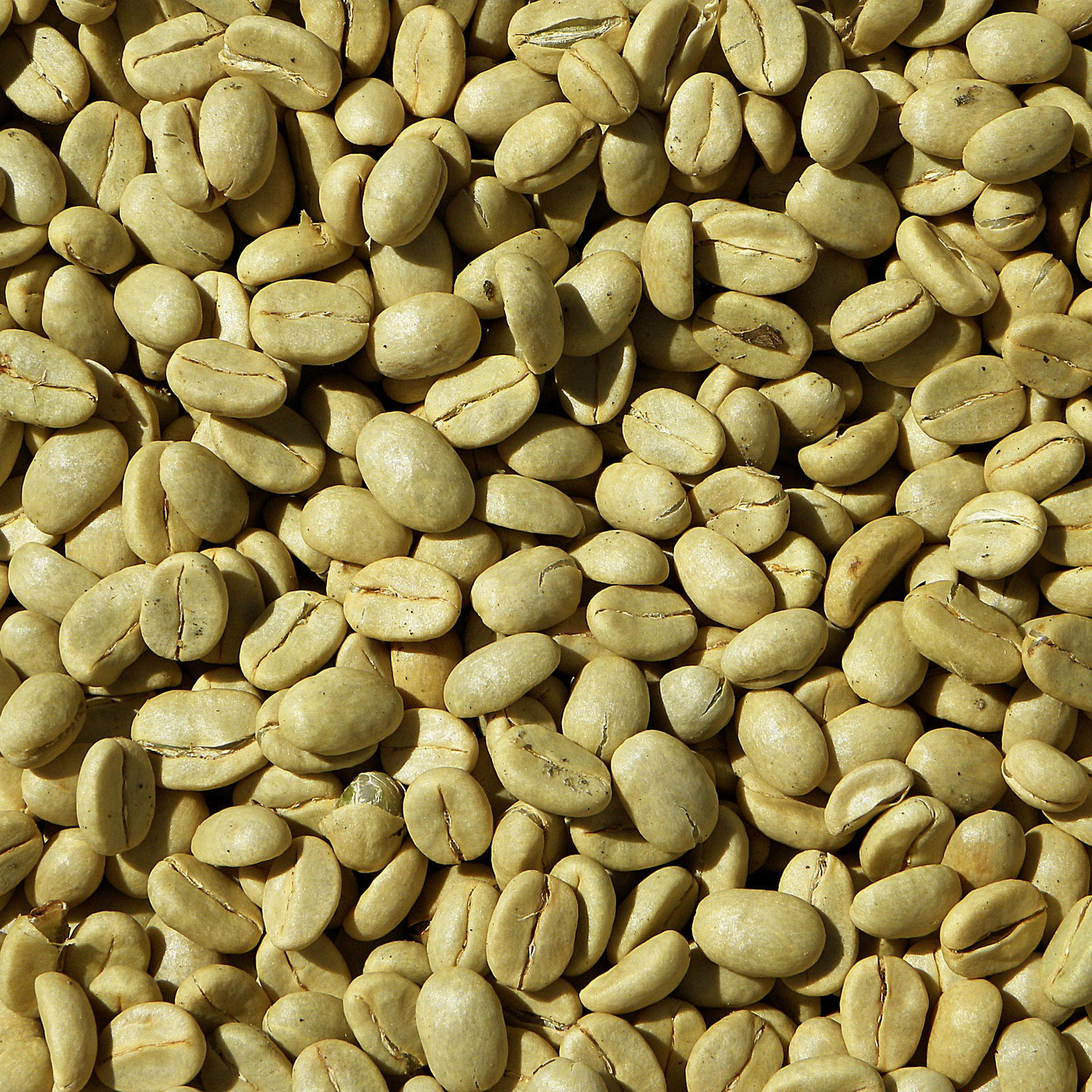 Unroasted, organic green coffee beans - Ethiopia - Harar